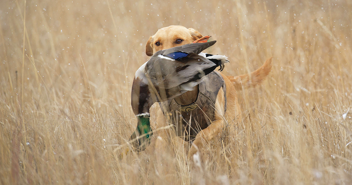 Retriever training for store the duck hunter